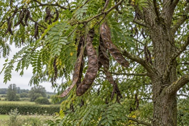 Honey Locust (Gleditsia triacanthos)