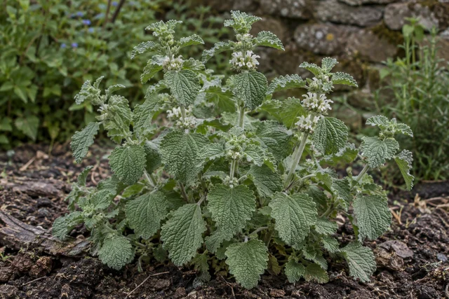 White Horehound (Marrubium vulgare)