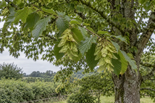 Hornbeam (Carpinus betulus)