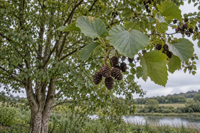 Italian Alder (Alnus cordata)