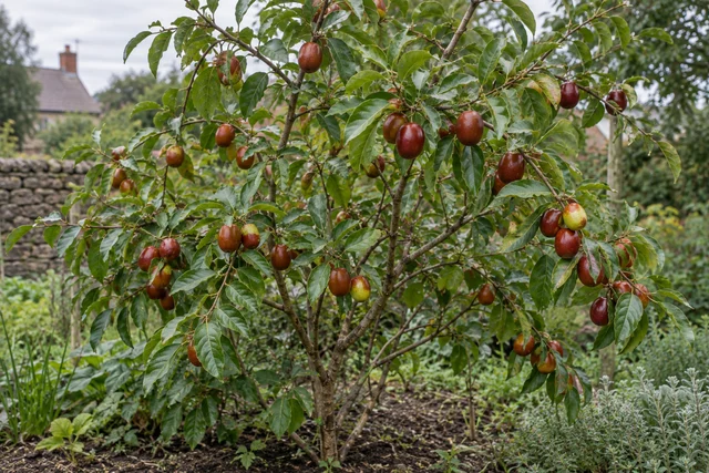 Jujube (Chinese Date) (Ziziphus jujuba)