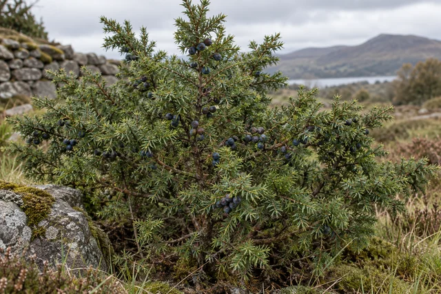 Juniper (Juniperus communis)
