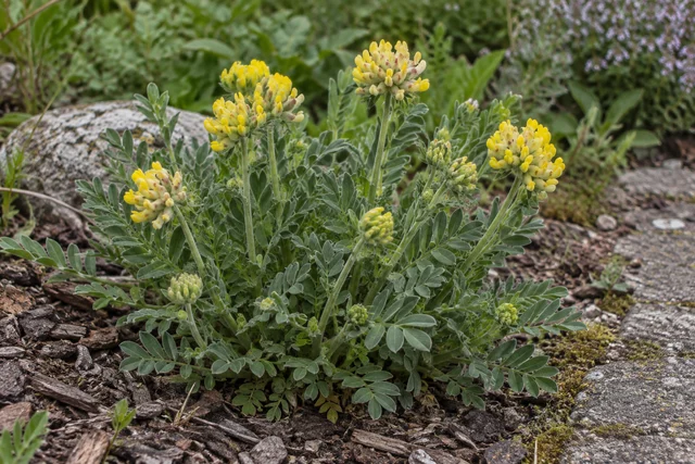 Kidney Vetch (Anthyllis vulneraria)