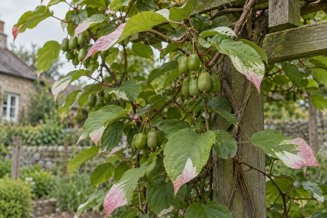 Kolomikta Kiwi (Actinidia kolomikta)