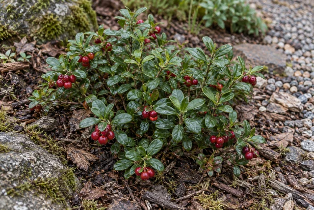 Lingonberry (Vaccinium vitis-idaea)