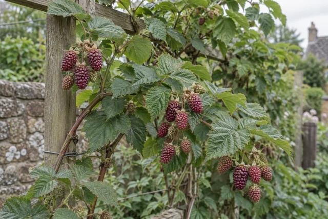 Loganberry (Rubus × loganobaccus)