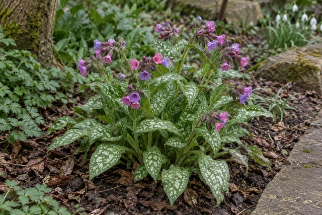 Lungwort (Pulmonaria officinalis)