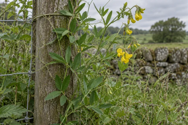 Meadow Vetchling (Lathyrus pratensis)