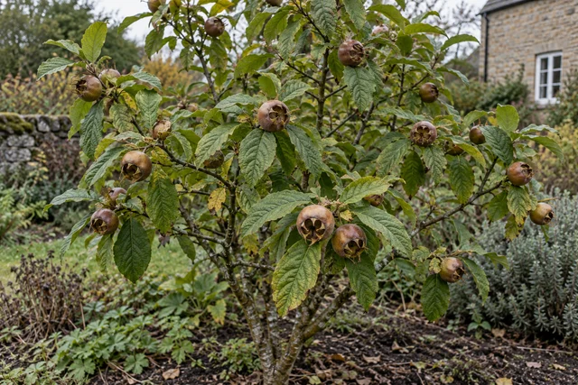 Medlar (Mespilus germanica)