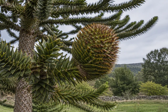 Monkey Puzzle (Araucaria araucana)