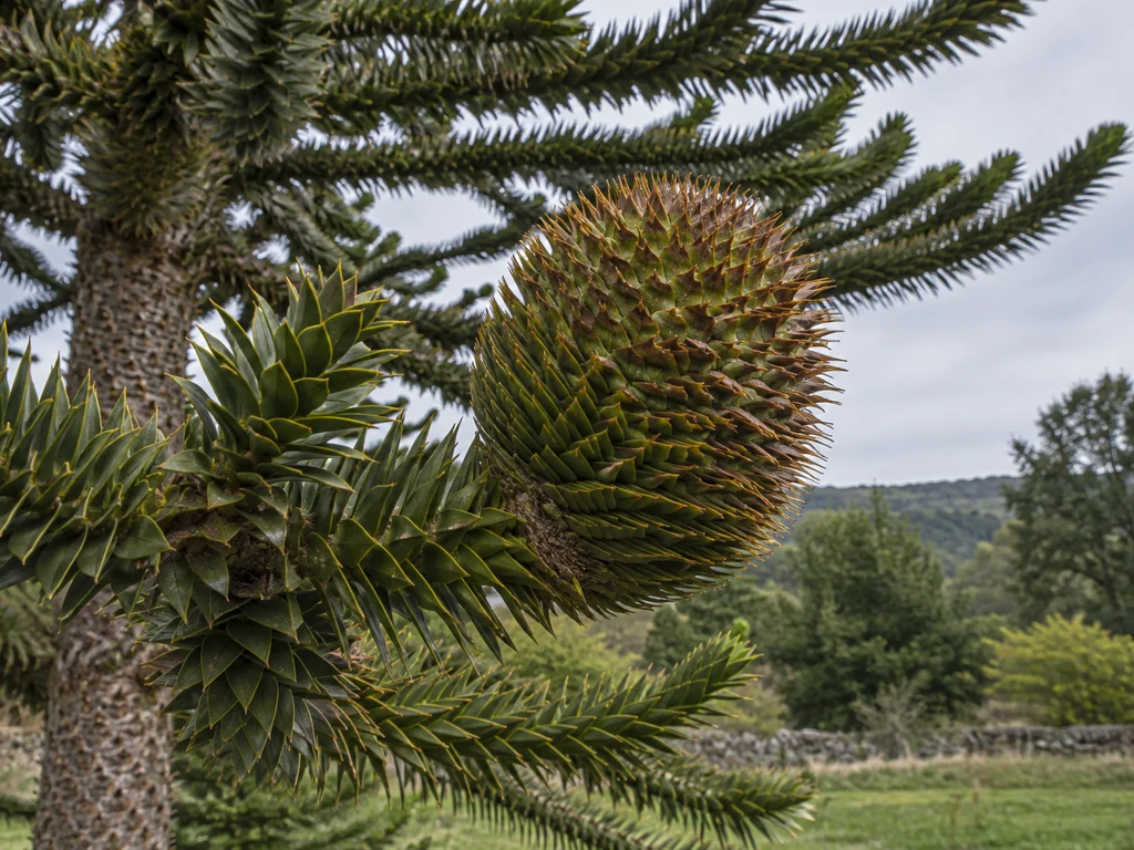 Monkey Puzzle (Araucaria araucana)