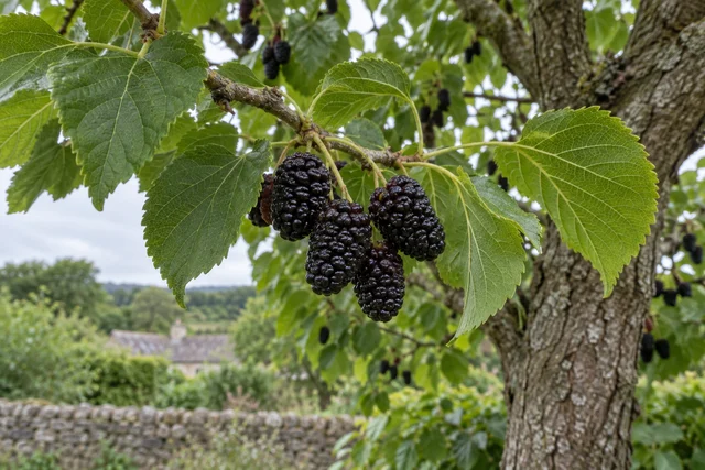 Black Mulberry (Morus nigra)