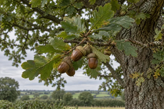 English Oak (Quercus robur)