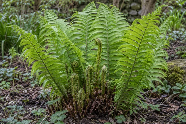 Ostrich Fern (Matteuccia struthiopteris)