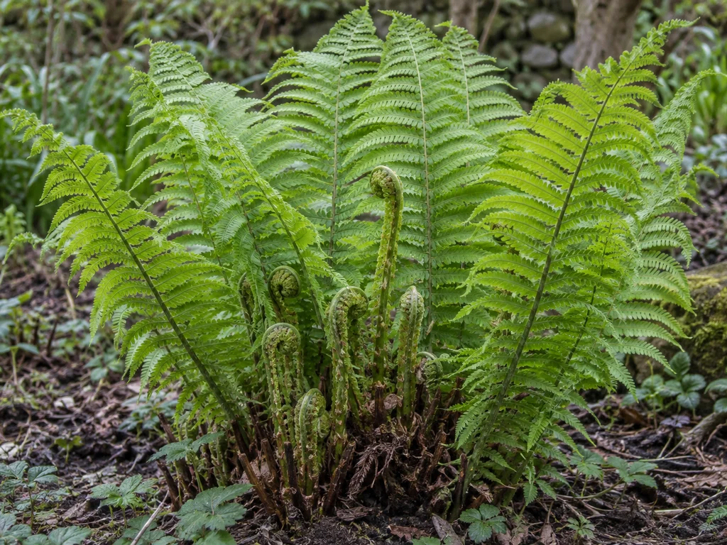 Ostrich Fern (Matteuccia struthiopteris)