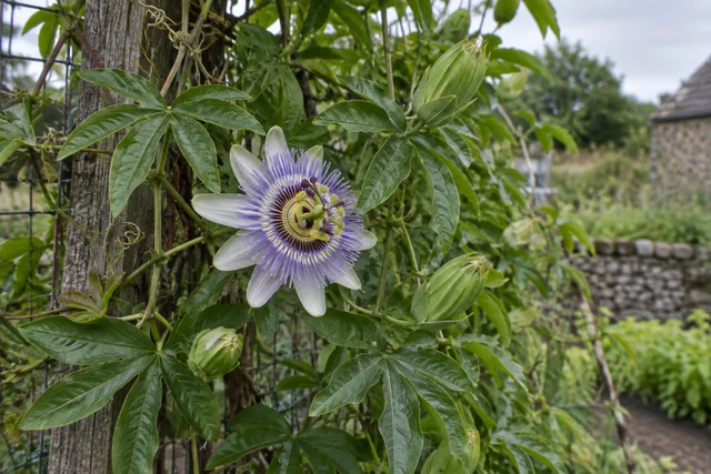 Maypop (Hardy Passionflower) (Passiflora incarnata)