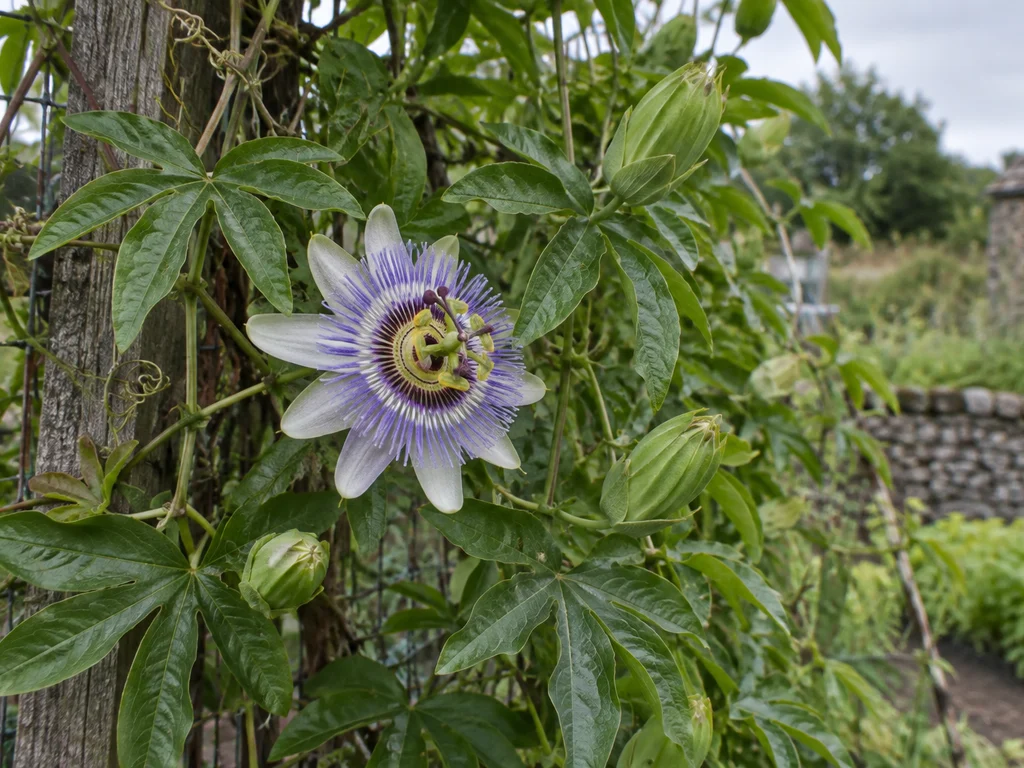 Maypop (Hardy Passionflower) (Passiflora incarnata)