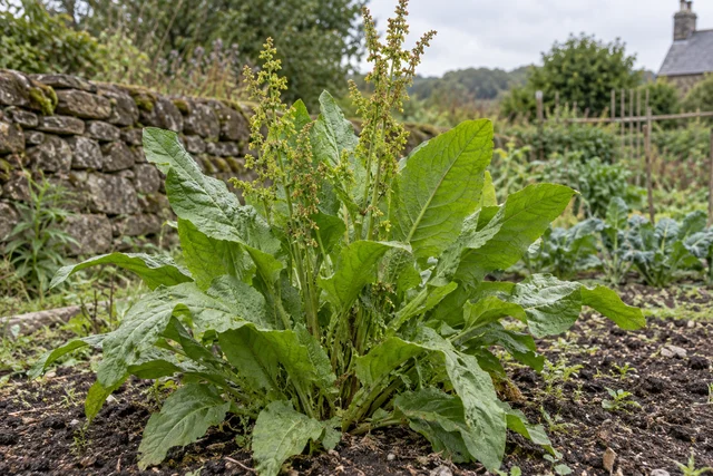 Patience Dock (Herb Patience) (Rumex patientia)