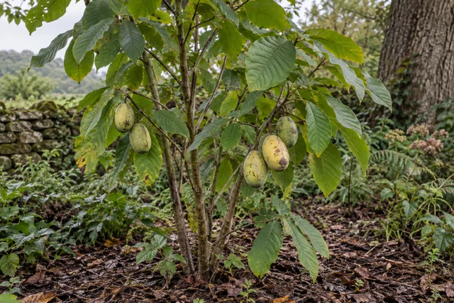 Pawpaw (Asimina triloba)