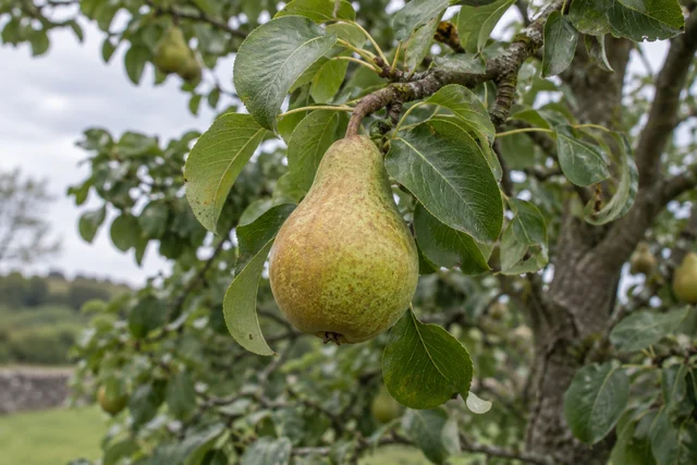 Pear (Pyrus communis)