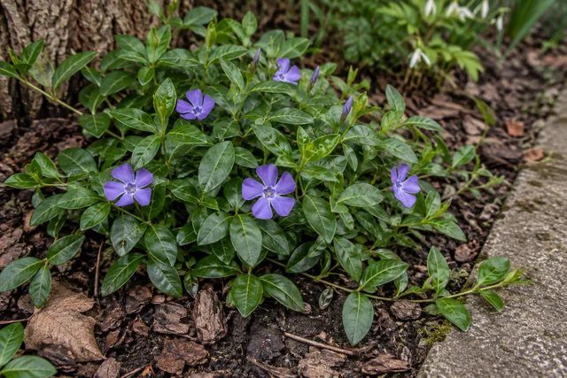 Lesser Periwinkle (Vinca minor)
