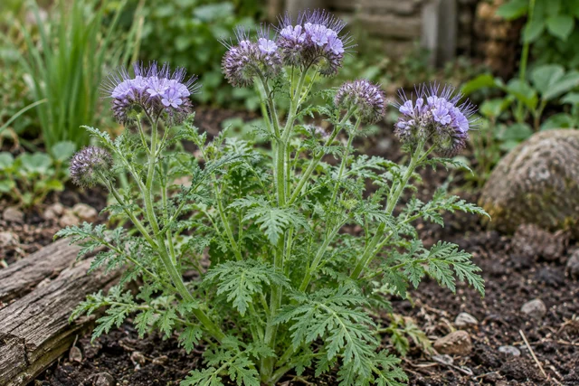 Phacelia (Phacelia tanacetifolia)