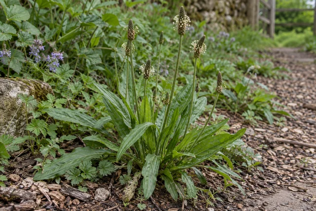 Ribwort Plantain (Plantago lanceolata)