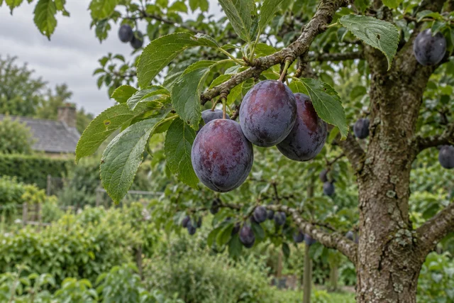 Plum (Prunus domestica)