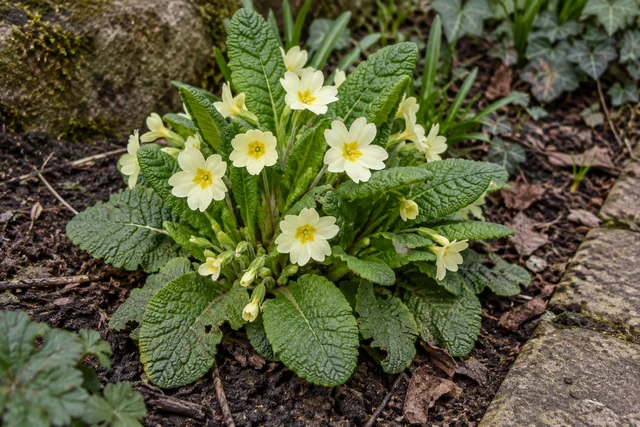 Primrose (Primula vulgaris)