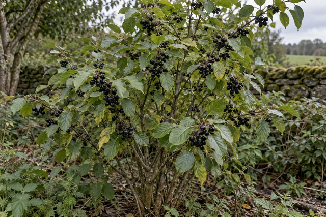 Purging Buckthorn (Rhamnus cathartica)