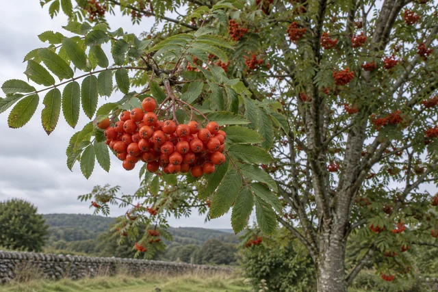 Rowan (Sorbus aucuparia)