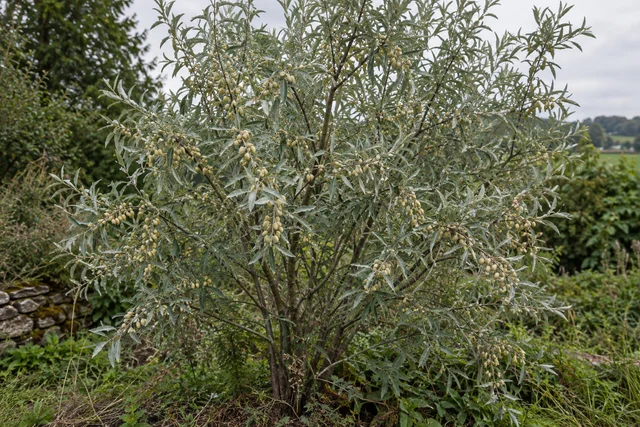 Russian Olive (Elaeagnus angustifolia)
