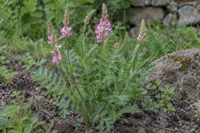 Sainfoin (Onobrychis viciifolia)