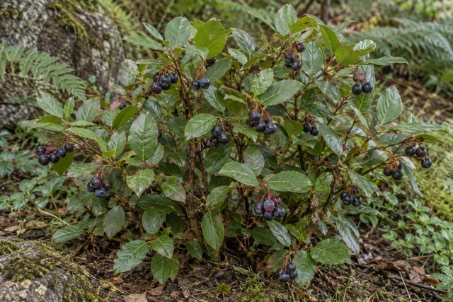 Salal (Gaultheria shallon)