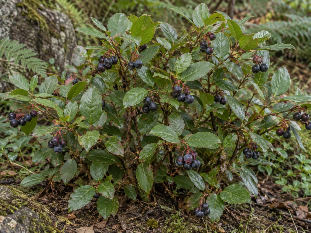 Salal (Gaultheria shallon)