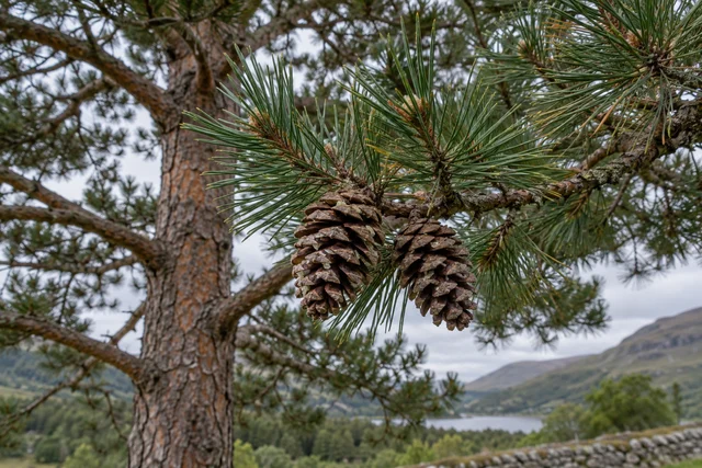 Scots Pine (Pinus sylvestris)