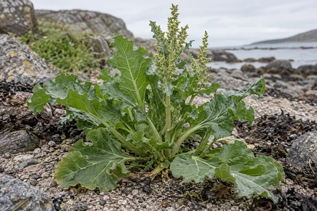 Sea Beet (Beta vulgaris subsp. maritima)
