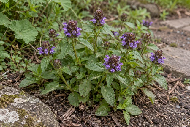 Self-heal (Prunella vulgaris)