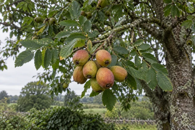 True Service Tree (Sorbus domestica)