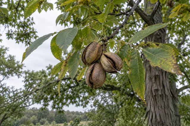 Shagbark Hickory (Carya ovata)
