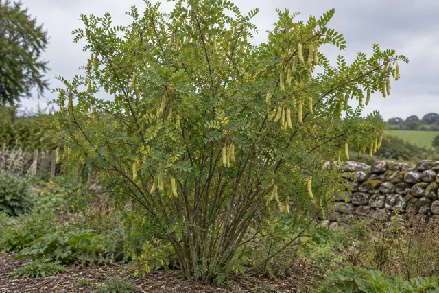 Siberian Pea Tree (Caragana arborescens)