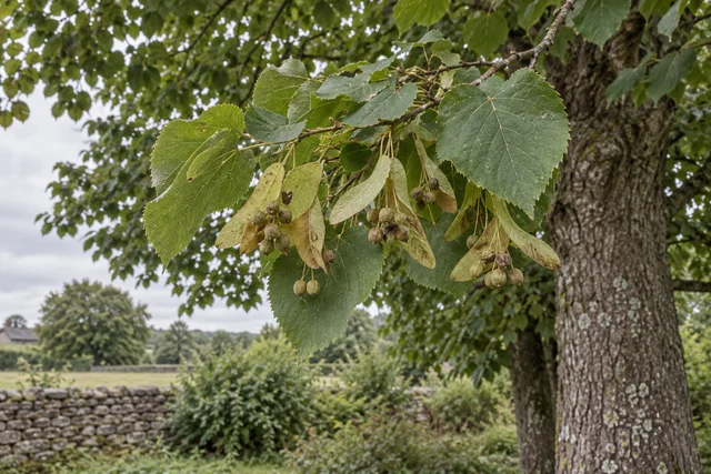Small-leaved Lime (Tilia cordata)