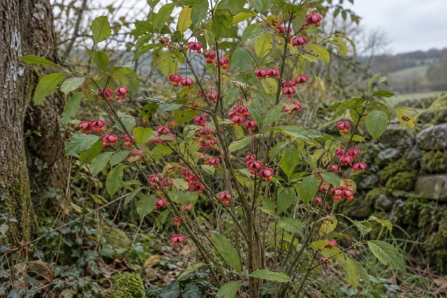 Spindle (Euonymus europaeus)