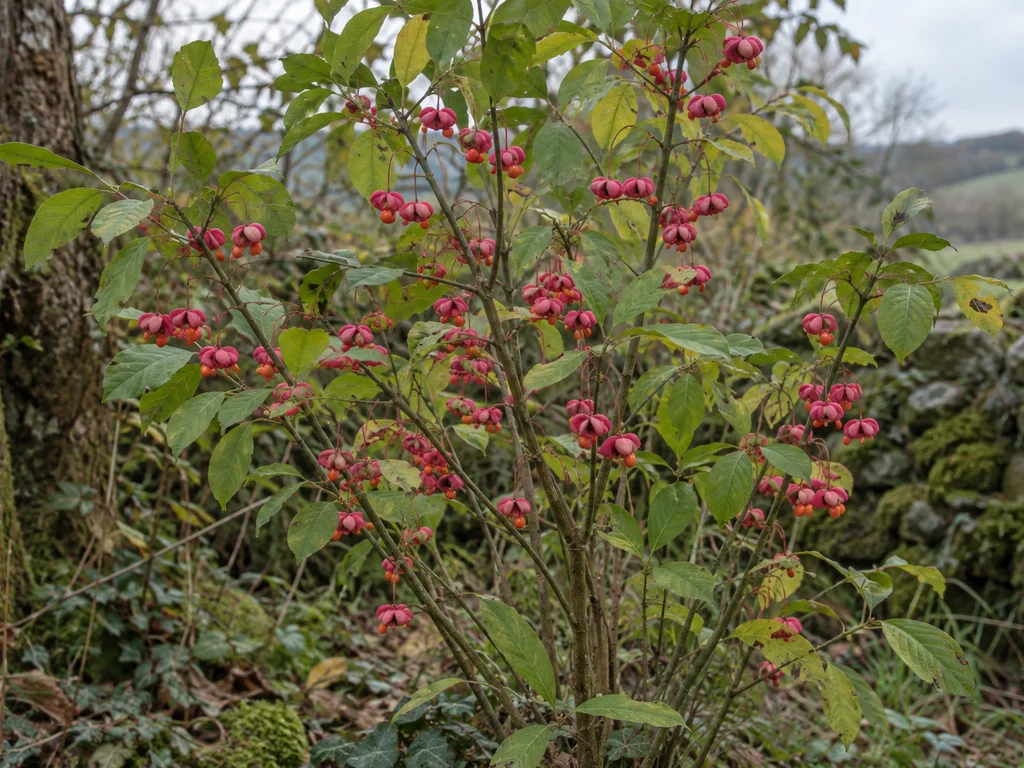 Spindle (Euonymus europaeus)