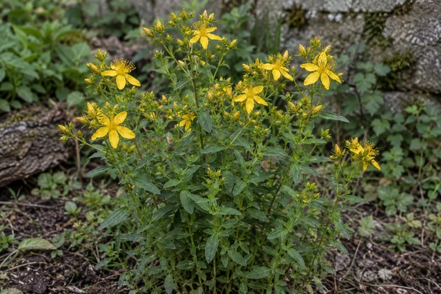 St John's Wort (Hypericum perforatum)