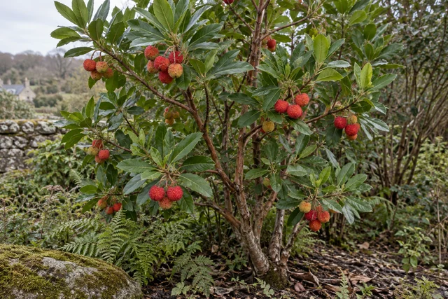 Strawberry Tree (Arbutus unedo)