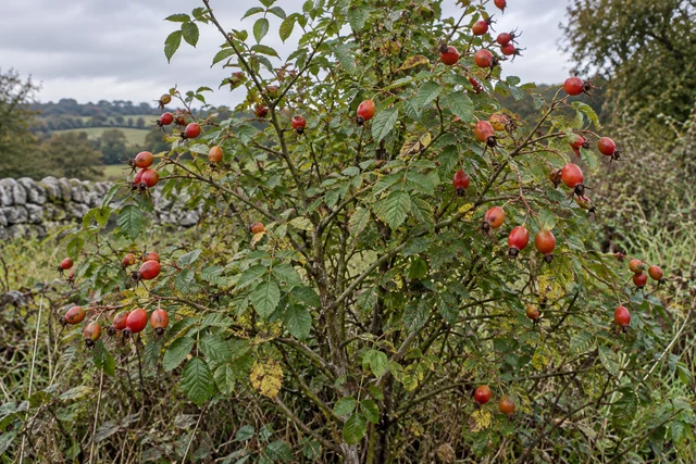 Sweet Briar (Eglantine) (Rosa rubiginosa)