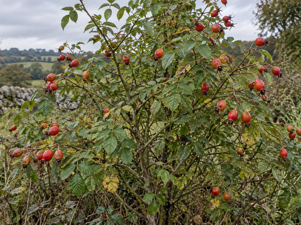 Sweet Briar (Eglantine) (Rosa rubiginosa)