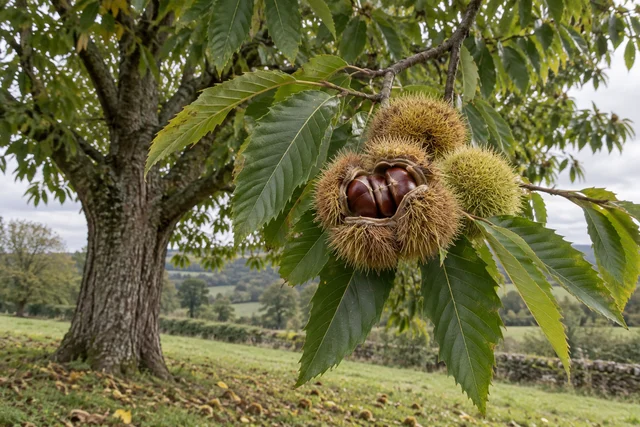 Sweet Chestnut (Castanea sativa)
