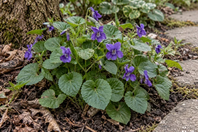 Sweet Violet (Viola odorata)